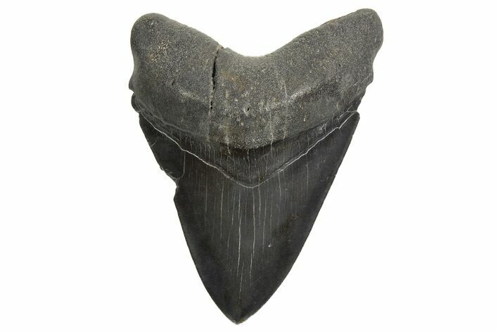 Serrated, Fossil Megalodon Tooth - South Carolina #340167